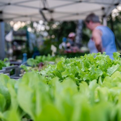 Marché Nocturne - BAERENTHAL - 20 juillet 2024