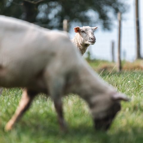 La Tournée des Fermes - 29 septembre 2024