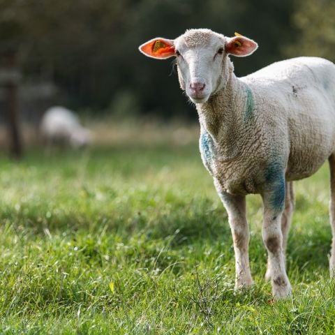 La Tournée des Fermes - 29 septembre 2024