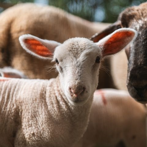 La Tournée des Fermes - 29 septembre 2024