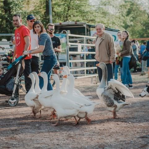 Marché Paysan - SARREGUEMINES - 15 octobre 2017